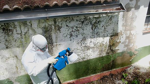 Mold Remediation service in Edgewood, Edgewood, FL